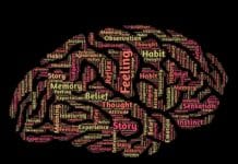 El coneixement del cervell en un llibre per a docents