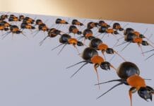 Currículo de mínimos y competencias básicas