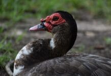 Bullying al patito feo